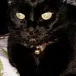 Cat, Black cats, Black, Whiskers, Nose, Bombay, Domestic short-haired cat