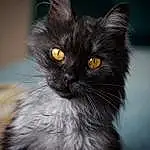 Cat, Whiskers, Domestic long-haired cat, Nebelung, Domestic short-haired cat, Norwegian Forest Cat, British longhair, Maine Coon, Birman