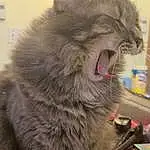 Cat, Carnivore, Felidae, Small To Medium-sized Cats, Whiskers, Snout, Fang, Tail, Terrestrial Animal, Furry friends, Paw, Domestic Short-haired Cat, Claw, Box, British Longhair, Yawn