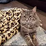 Cat, Carnivore, Felidae, Small To Medium-sized Cats, Whiskers, Terrestrial Animal, Snout, Tree, Tail, Domestic Short-haired Cat, Furry friends, Paw, Claw, Pattern