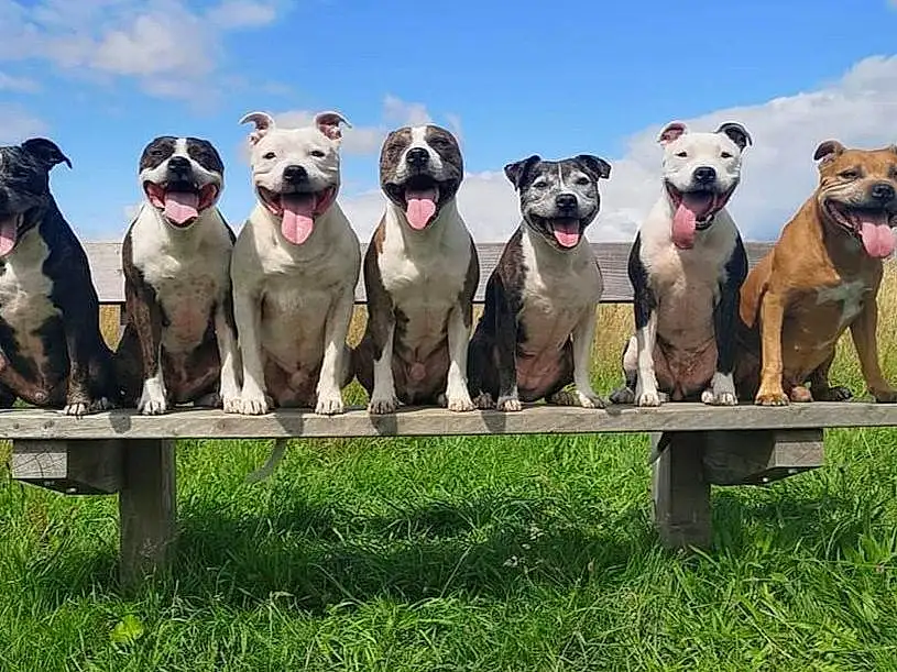 Dog, Canidae, Dog breed, Carnivore, American Pit Bull Terrier, American Staffordshire Terrier, CimarrÃ³n Uruguayo, Alaunt, Ancient Dog Breeds, Lurcher, American Bulldog, Staffordshire Bull Terrier, Fawn, Non-sporting Group, Pit Bull, Great Dane, Greyhound