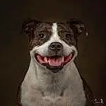 Dog, Carnivore, Working Animal, Whiskers, Companion dog, Collar, Dog breed, Snout, Art, Painting, Dog Collar, Illustration, Furry friends, Canidae, Fang, Red-eye Effect, Drawing, Ancient Dog Breeds, Non-sporting Group
