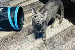 Name Russian Blue Cat Garth