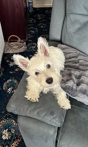 Name West Highland White Terrier Dog Brodie