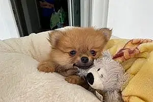 Name Pomeranian Dog Conan