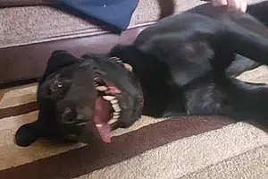 Name Labrador Retriever Dog Benji