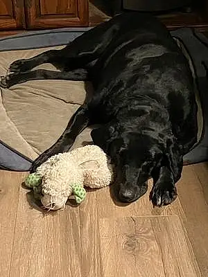 Name Labrador Retriever Dog Eva