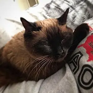 Name Siamese Cat Agatha