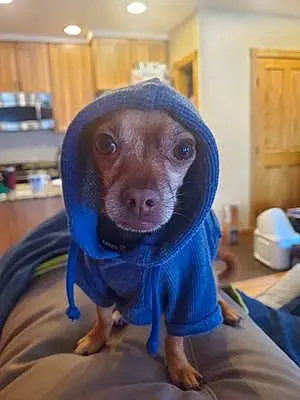 Chihuahua Dog Milo