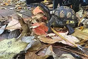 Name Turtle / Tortoise Chippy