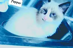 Siamese Cat Pepper