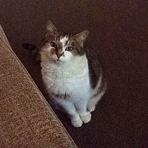 Name British Shorthair Cat Cutie