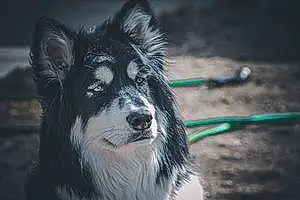 Name Alaskan Malamute Dog Delta