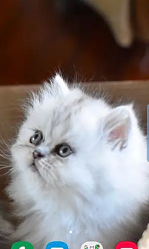 Name Persian Cat Frost