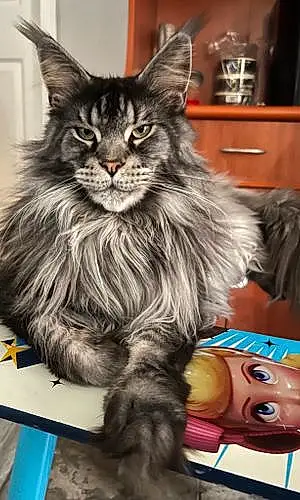 Name Maine Coon Cat Grey