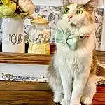Cat, White, Carnivore, Whiskers, Felidae, Small To Medium-sized Cats, Petal, Snout, Flower, Rose, Tail, Collar, Domestic Short-haired Cat, Drinkware, Furry friends, Paw, Photo Caption, Font, Claw, Cut Flowers