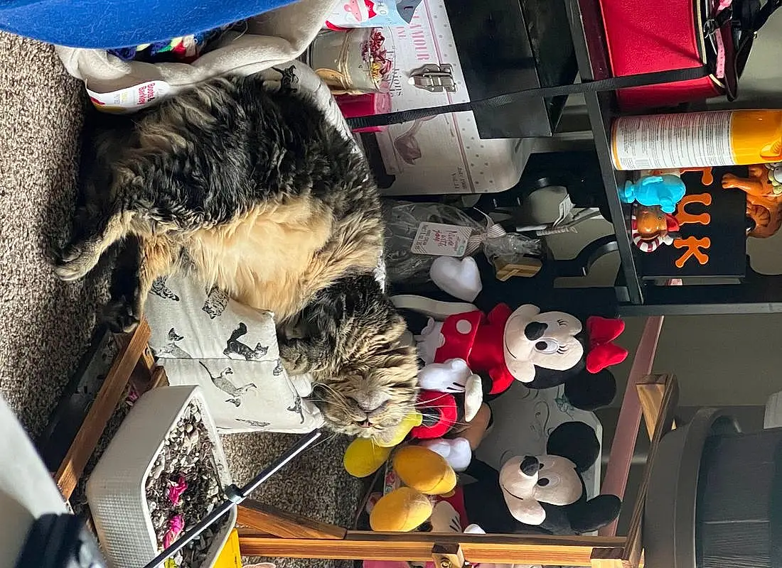 Textile, Felidae, Headgear, Small To Medium-sized Cats, Cat, Toy, Furry friends, Hat, Carmine, Room, Stuffed Toy, Bag, Collection, Companion dog, Tail, Machine, Shelving, Lap
