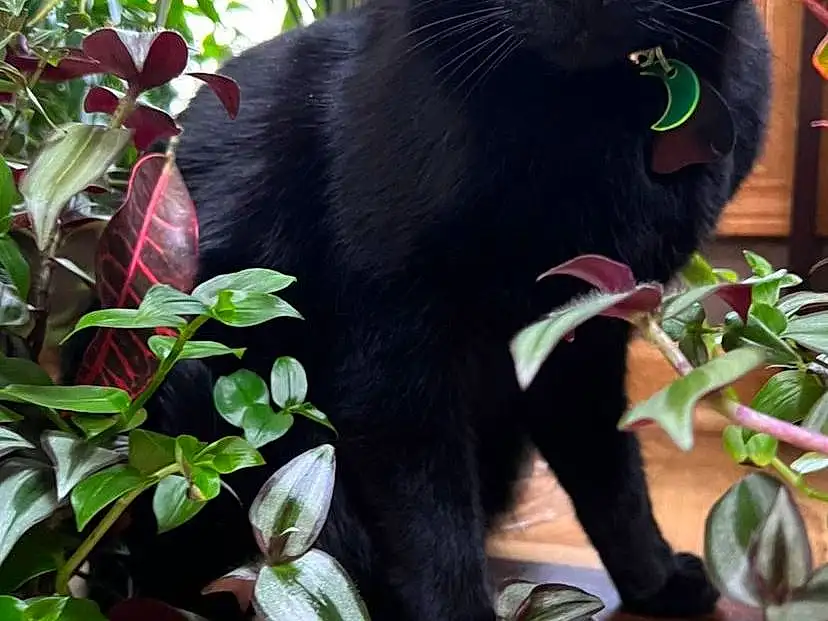Plant, Cat, Green, Leaf, Felidae, Carnivore, Small To Medium-sized Cats, Whiskers, Terrestrial Animal, Grass, Terrestrial Plant, Snout, Black cats, Tail, Domestic Short-haired Cat, Furry friends, Groundcover, Bombay