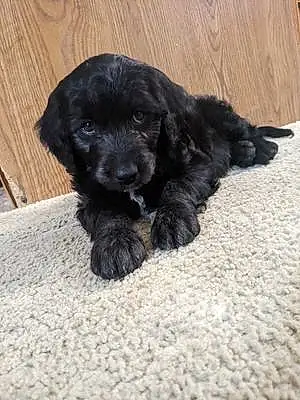 Name Poodle Dog Bentley