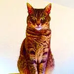 Cat, Felidae, Carnivore, Small To Medium-sized Cats, Iris, Whiskers, Fawn, Snout, Tail, Window, Furry friends, Domestic Short-haired Cat, Paw, Rectangle, Terrestrial Animal, Sitting, Photo Caption, Pet Supply, Cat Supply