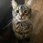 Cat, Eyes, Felidae, Carnivore, Small To Medium-sized Cats, Whiskers, Fawn, Wood, Snout, Hardwood, Paw, Domestic Short-haired Cat, Window, Claw, Tail, Furry friends, Terrestrial Animal, Wood Flooring, Maine Coon