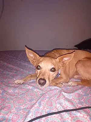 Name Chihuahua Dog Frenchie