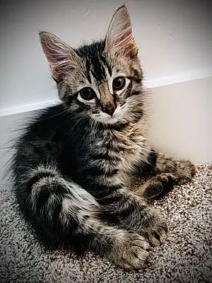 Name Exotic Shorthair Cat Fletcher