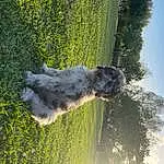 Dog, Plant, Sky, Water, Green, Tree, Carnivore, Dog breed, Water Dog, Grass, Groundcover, Trunk, Companion dog, Tail, Canidae, Terrier, People In Nature, Fun