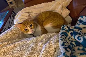 Name American Shorthair Cat Berlioz