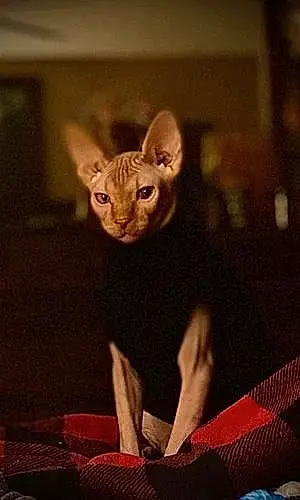 Name Sphynx Cat Dexter
