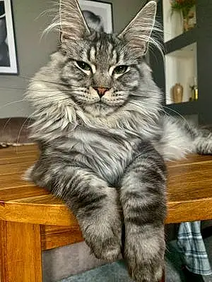 Name Maine Coon Cat Cally