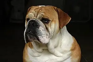Bulldog Dog Scarlet