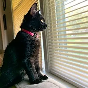 Name American Shorthair Cat Dipper