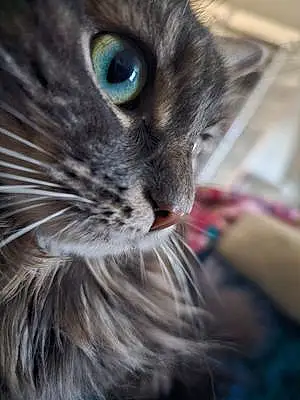 Maine Coon Cat Lilac