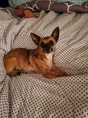 Name Chihuahua Dog Corky