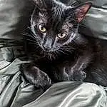 Cat, Felidae, Comfort, Small To Medium-sized Cats, Carnivore, Grey, Whiskers, Ear, Snout, Black cats, Domestic Short-haired Cat, Furry friends, Claw, Sitting, Cat Supply