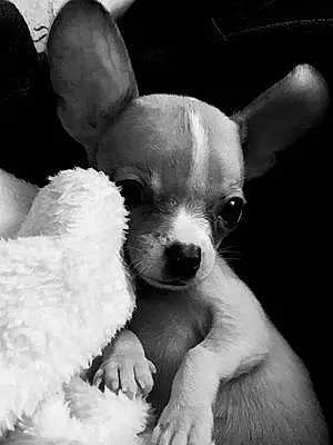 Name Chihuahua Dog Duckie