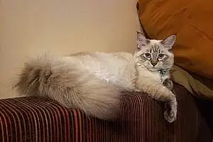 Name Ragdoll Cat Armani