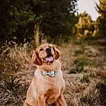 Plant, Dog, Dog breed, Carnivore, Tree, Grass, Gun Dog, Fawn, Companion dog, Liver, Sky, Wood, Working Animal, Landscape, Soil, Retriever, Forest, Happy, Canidae