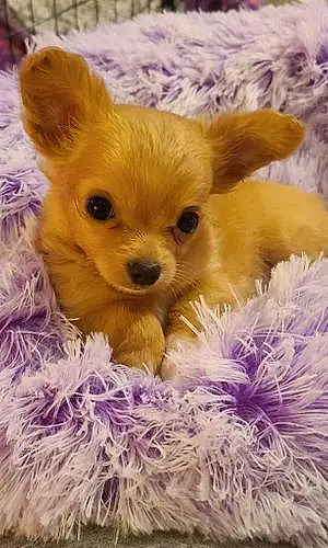 Chihuahua Dog Sadie Bug