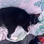 Cat, Comfort, Felidae, Carnivore, Small To Medium-sized Cats, Grey, Whiskers, Tail, Black cats, Domestic Short-haired Cat, Furry friends, Bombay, Paw, Nap, Claw, Canidae, Linens, Dog breed