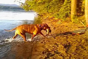 Name Pit Bull Terrier Dog Bishop