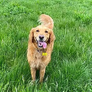 Name Golden Retriever Dog Darcie