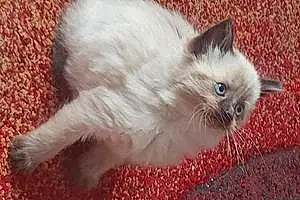 Oriental Longhair Cat Skyla