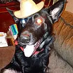 Dog, Dog breed, Carnivore, Fedora, Collar, Ear, Hat, Fawn, Companion dog, Working Animal, Party Hat, Dog Collar, Snout, Whiskers, Cowboy Hat, Furry friends, Costume Hat, Sun Hat, Canidae