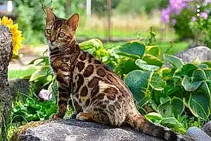 Name Bengal Cat Figaro