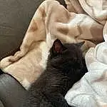Cat, Comfort, Felidae, Textile, Carnivore, Gesture, Small To Medium-sized Cats, Whiskers, Fawn, Linens, Bombay, Black cats, Domestic Short-haired Cat, Furry friends, Tail, Bed, Claw, Nap, Nail, Human Leg