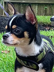 Name Chihuahua Dog Flex