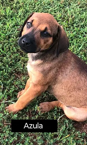 Name Dog Azula