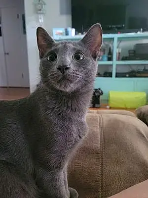 Russian Blue Cat Lilly